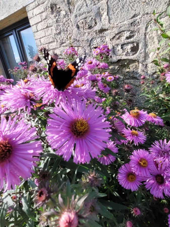 Studio Bienvenue Du Cote De Chez Nous Avec Jardin Privatif Wignehies Exterior foto