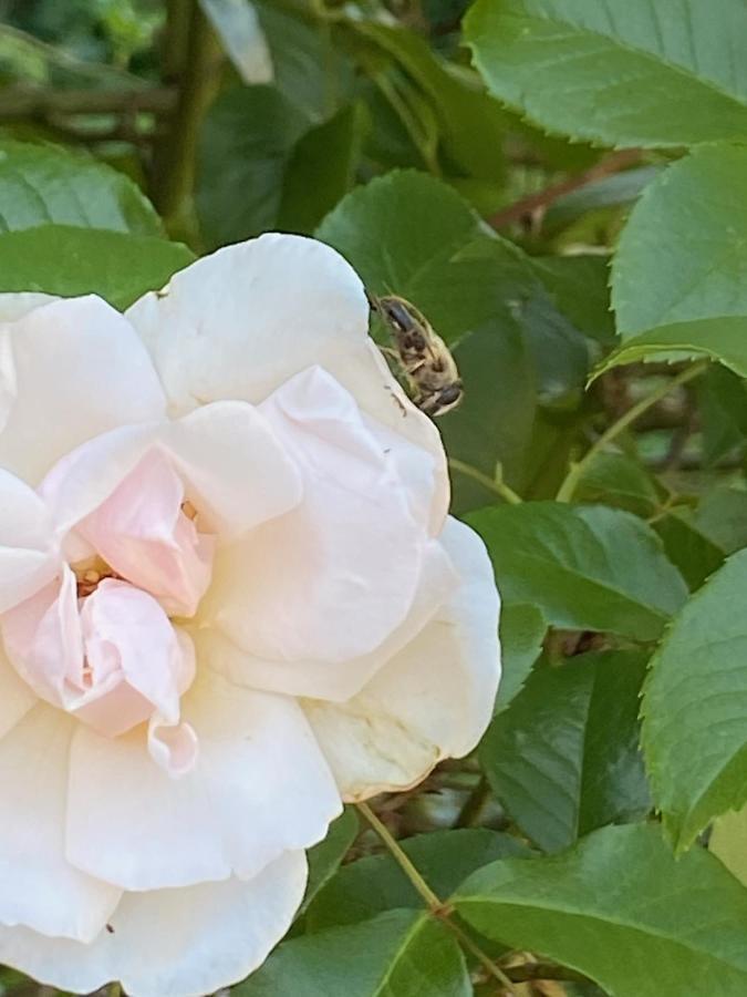 Studio Bienvenue Du Cote De Chez Nous Avec Jardin Privatif Wignehies Exterior foto